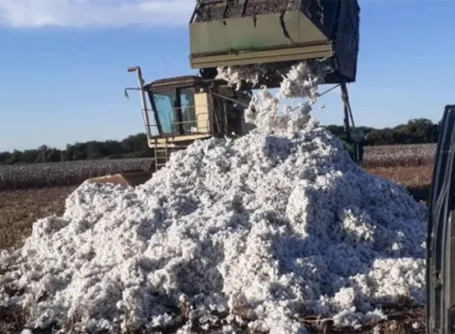 El algodón chaqueño en crisis: calidad baja y exportación poco rentable