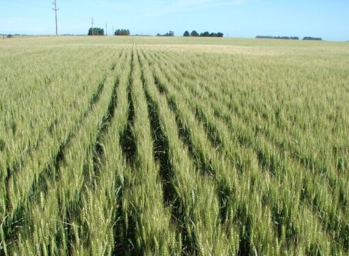 Brasil busca duplicar su superficie de trigo y podría hacerlo con biotecnología argentina