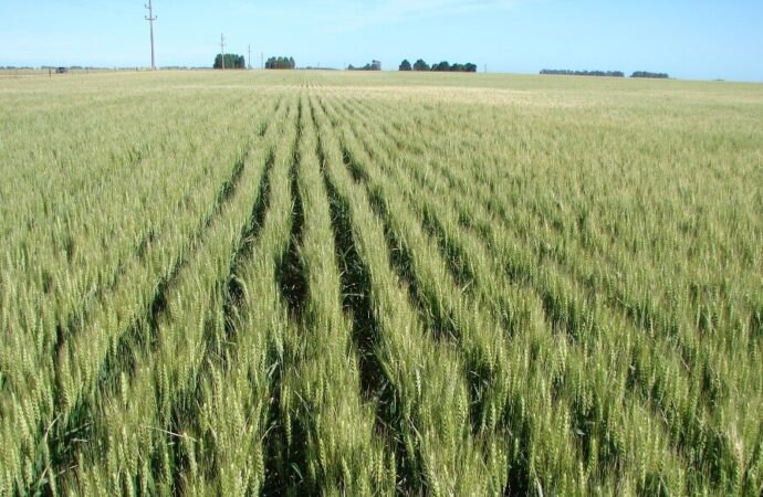 Brasil busca duplicar su superficie de trigo y podría hacerlo con biotecnología argentina