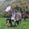 Argentina refuerza la vigilancia contra virus en caballos