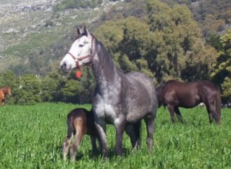 Argentina refuerza la vigilancia contra virus en caballos