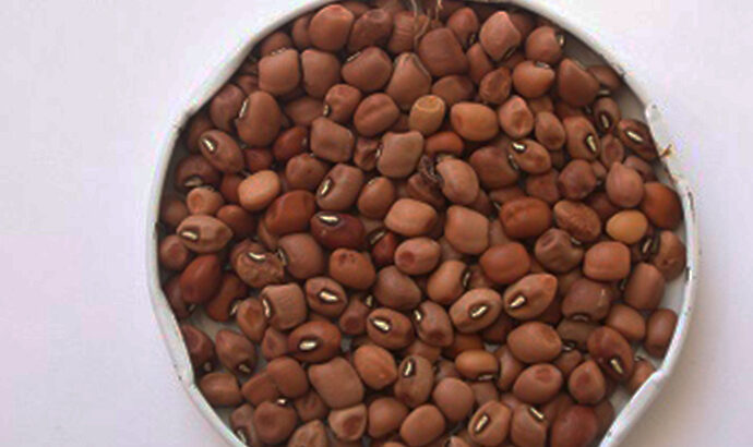 Buscan mejorar con biotecnología una legumbre clave para la agricultura del NEA