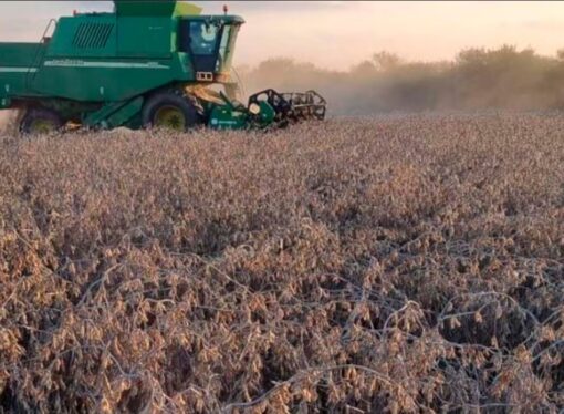 La proyección de cosecha de soja se eleva en 300 mil toneladas por mejoras en las siembras de segunda