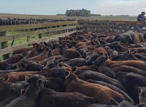 La resistencia a un antiparasitario pone en jaque al manejo sanitario tradicional en provincias del norte