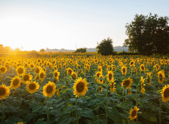 El girasol se acomodó al mercado y se aprovecha de los márgenes ajustados que dejan la soja y maíces tardíos