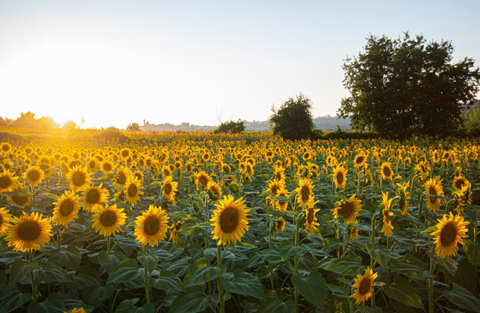 El girasol se acomodó al mercado y se aprovecha de los márgenes ajustados que dejan la soja y maíces tardíos
