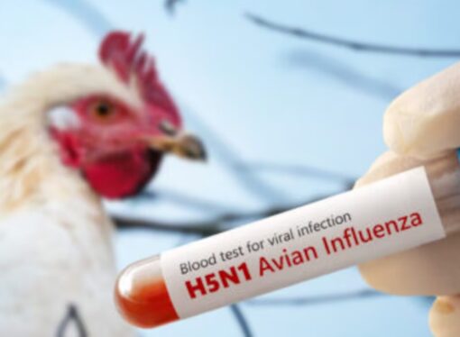La gripe aviar se adapta y refuerza el riesgo de pandemia