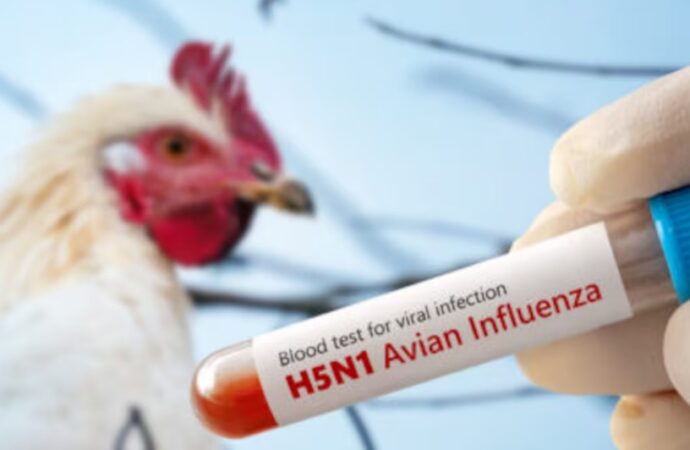 La gripe aviar se adapta y refuerza el riesgo de pandemia