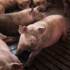 Las importaciones de carne de cerdo se multiplicaron 6 veces y los productores manifiestan su preocupación