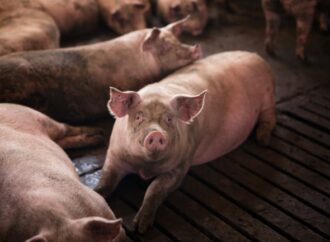 Las importaciones de carne de cerdo se multiplicaron 6 veces y los productores manifiestan su preocupación