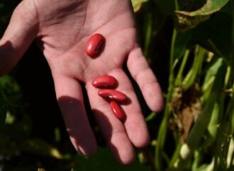 El poroto lidera la esperanza en las legumbres: “Vemos una cosecha de buena a muy buena”