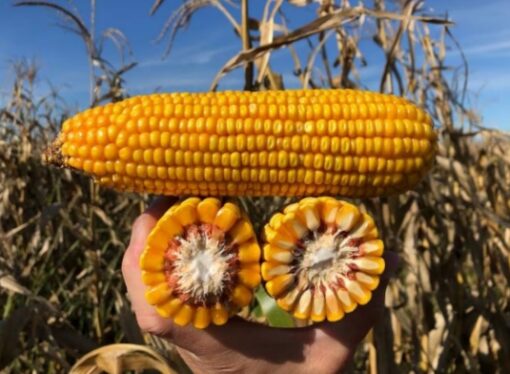 Autorizaron cinco nuevos maíces transgénicos con mejoras clave para el agro
