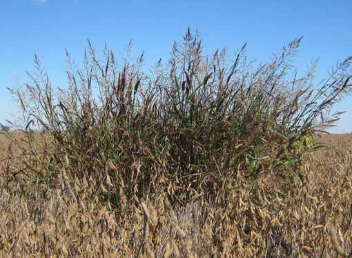 Avance global en control de malezas: Argentina se prepara para un nuevo herbicida