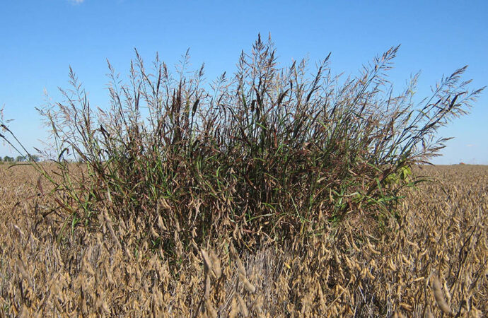 Avance global en control de malezas: Argentina se prepara para un nuevo herbicida