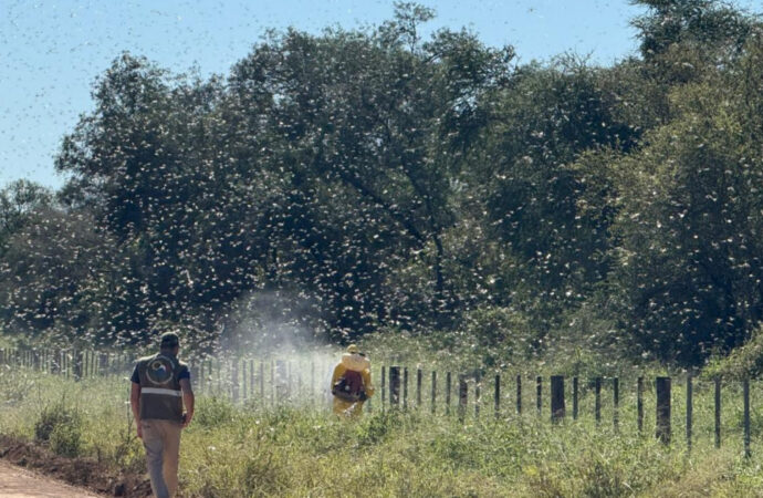 Alerta por una manga de langostas a 120 km de la frontera con Paraguay
