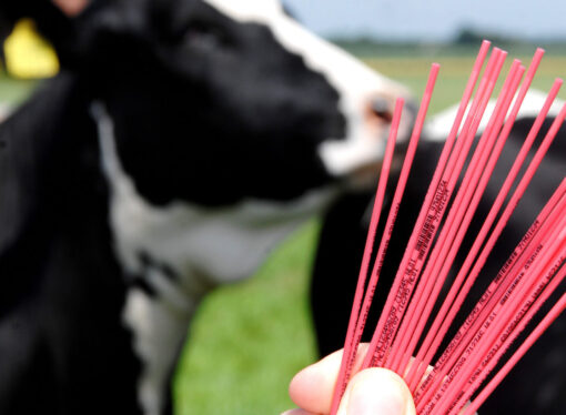 Producción ganadera: Misiones pone en marcha su sistema propio de semen bovino