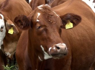 El precio actual del novillo en dólares es casi el doble que un año atrás