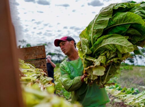 Cooperativas en Misiones producen más del 50% del tabaco e industrializan más del 85%