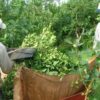 Impulsan la disolución del Instituto Nacional de la Yerba Mate con traspaso de sus recursos a la agroindustria