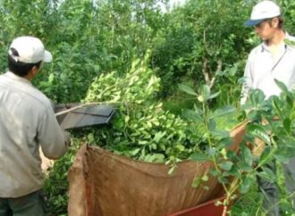 Impulsan la disolución del Instituto Nacional de la Yerba Mate con traspaso de sus recursos a la agroindustria