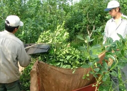 Tensión por la yerba: el agro misionero rechaza la eliminación del INYM