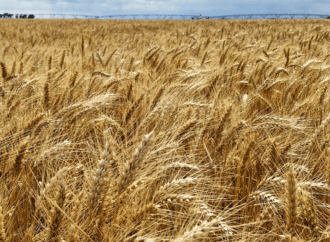 Riego, elección varietal y fertilización nitrogenada: ¿qué incide más en el rendimiento del trigo?