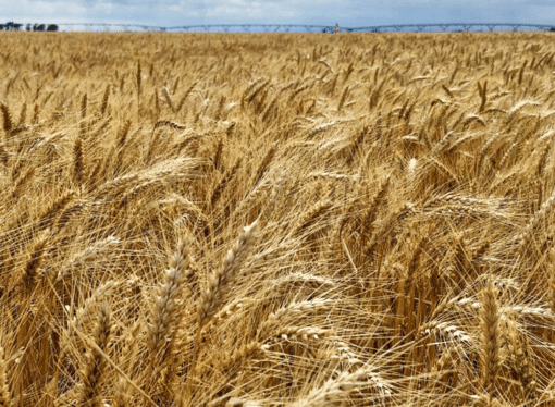 Riego, elección varietal y fertilización nitrogenada: ¿qué incide más en el rendimiento del trigo?