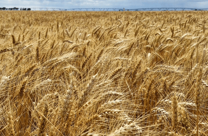Riego, elección varietal y fertilización nitrogenada: ¿qué incide más en el rendimiento del trigo?
