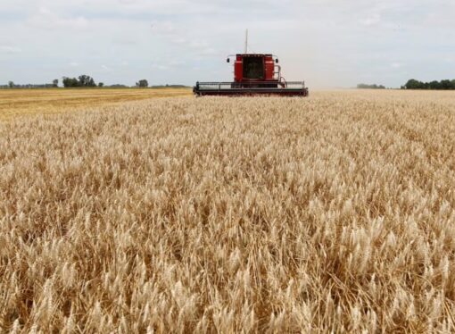 Campo y ciencia: un trigo editado genéticamente promete pan blanco más saludable