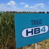 Un trigo argentino podría impulsar la expansión del cereal en el Cerrado brasileño