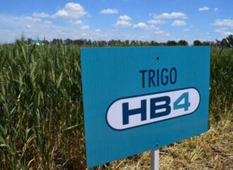 Un trigo argentino podría impulsar la expansión del cereal en el Cerrado brasileño