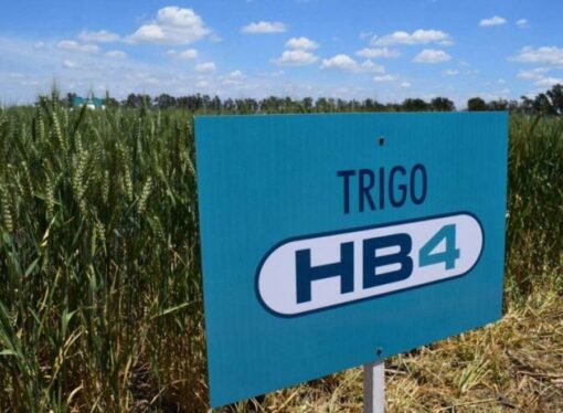 Un trigo argentino podría impulsar la expansión del cereal en el Cerrado brasileño