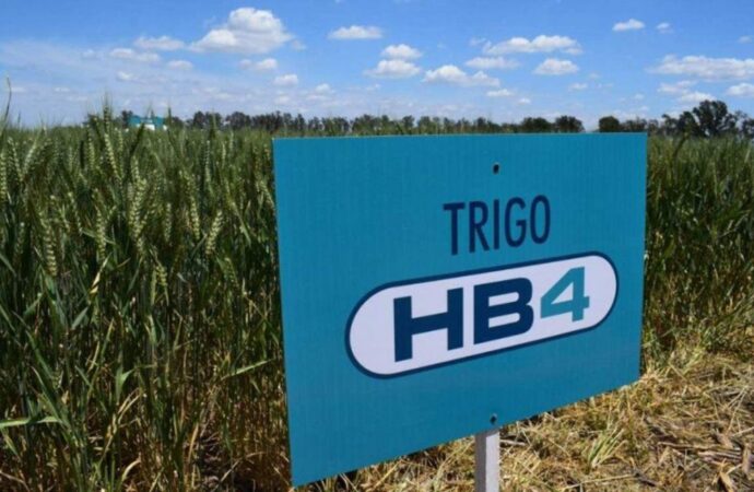 Un trigo argentino podría impulsar la expansión del cereal en el Cerrado brasileño
