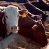 Márgenes positivos en el feedlot, aunque suenan las alarmas del mercado