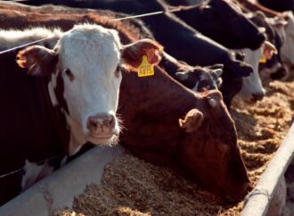 Márgenes positivos en el feedlot, aunque suenan las alarmas del mercado