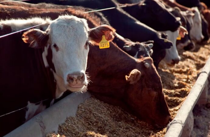 Márgenes positivos en el feedlot, aunque suenan las alarmas del mercado