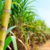 Azúcar y bioetanol: la zafra marca un fuerte crecimiento
