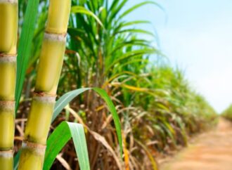 Azúcar y bioetanol: la zafra marca un fuerte crecimiento