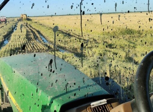 “Perspectiva desalentadora”: caída de precios y altos costos ponen en jaque al arroz entrerriano