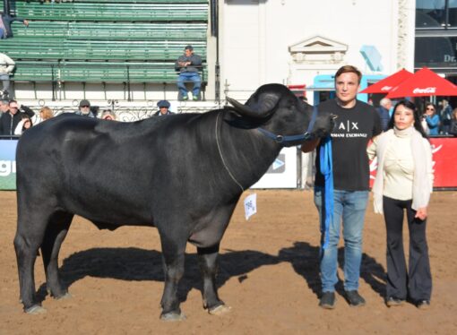 Los búfalos correntinos, protagonistas de la Expo Rural de Palermo