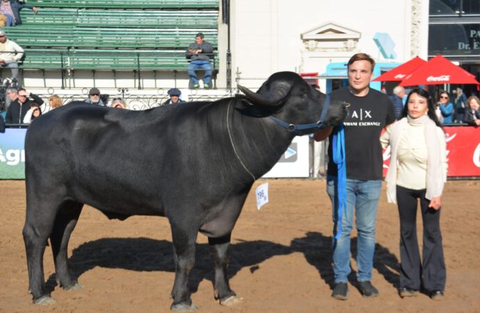 Los búfalos correntinos, protagonistas de la Expo Rural de Palermo