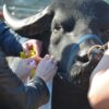 Buscan que la carne de búfalo llegue a las escuelas: 6 motivos por lo que esto es una gran idea