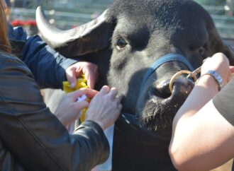 Buscan que la carne de búfalo llegue a las escuelas: 6 motivos por lo que esto es una gran idea