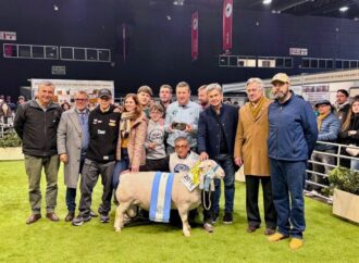 Chaco se luce en Palermo con el Gran Campeón White Dorper