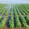 Modelo en jaque: radiografía de la fragilidad agropecuaria en el centro chaqueño
