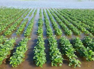 Modelo en jaque: radiografía de la fragilidad agropecuaria en el centro chaqueño
