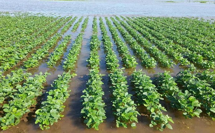 Modelo en jaque: radiografía de la fragilidad agropecuaria en el centro chaqueño