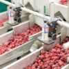 Ingenieros de la UNNE proponen producir frutas congeladas en Goya