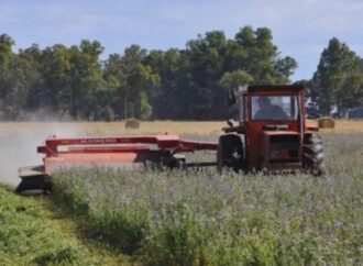 Nutrición eficiente: con fósforo y azufre, la alfalfa aprovecha mejor el agua y rinde más