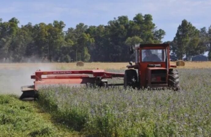 Nutrición eficiente: con fósforo y azufre, la alfalfa aprovecha mejor el agua y rinde más